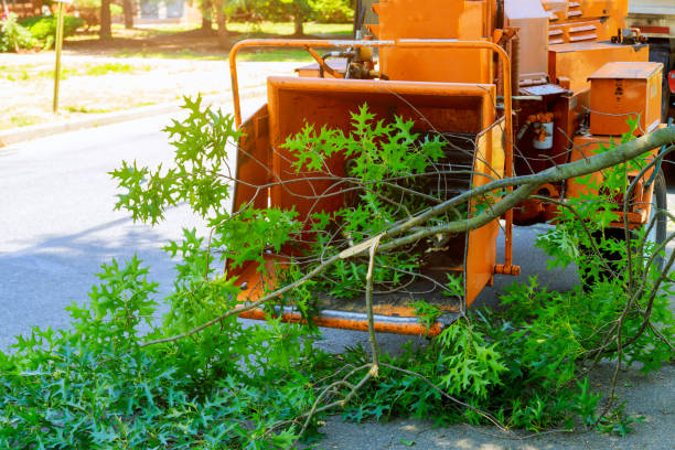 Best Tree Maintenance Programs  in Meridian, TX