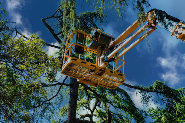 Best Root Management and Removal  in Meridian, TX