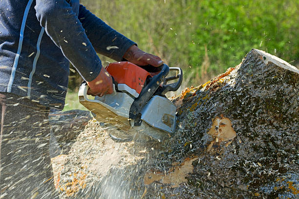 Best Fruit Tree Pruning  in Meridian, TX