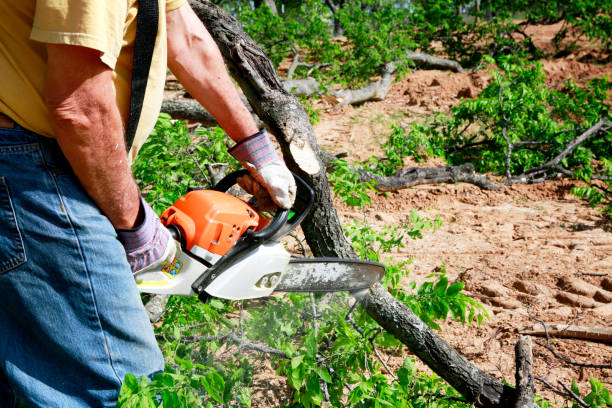 Best Hedge Trimming  in Meridian, TX